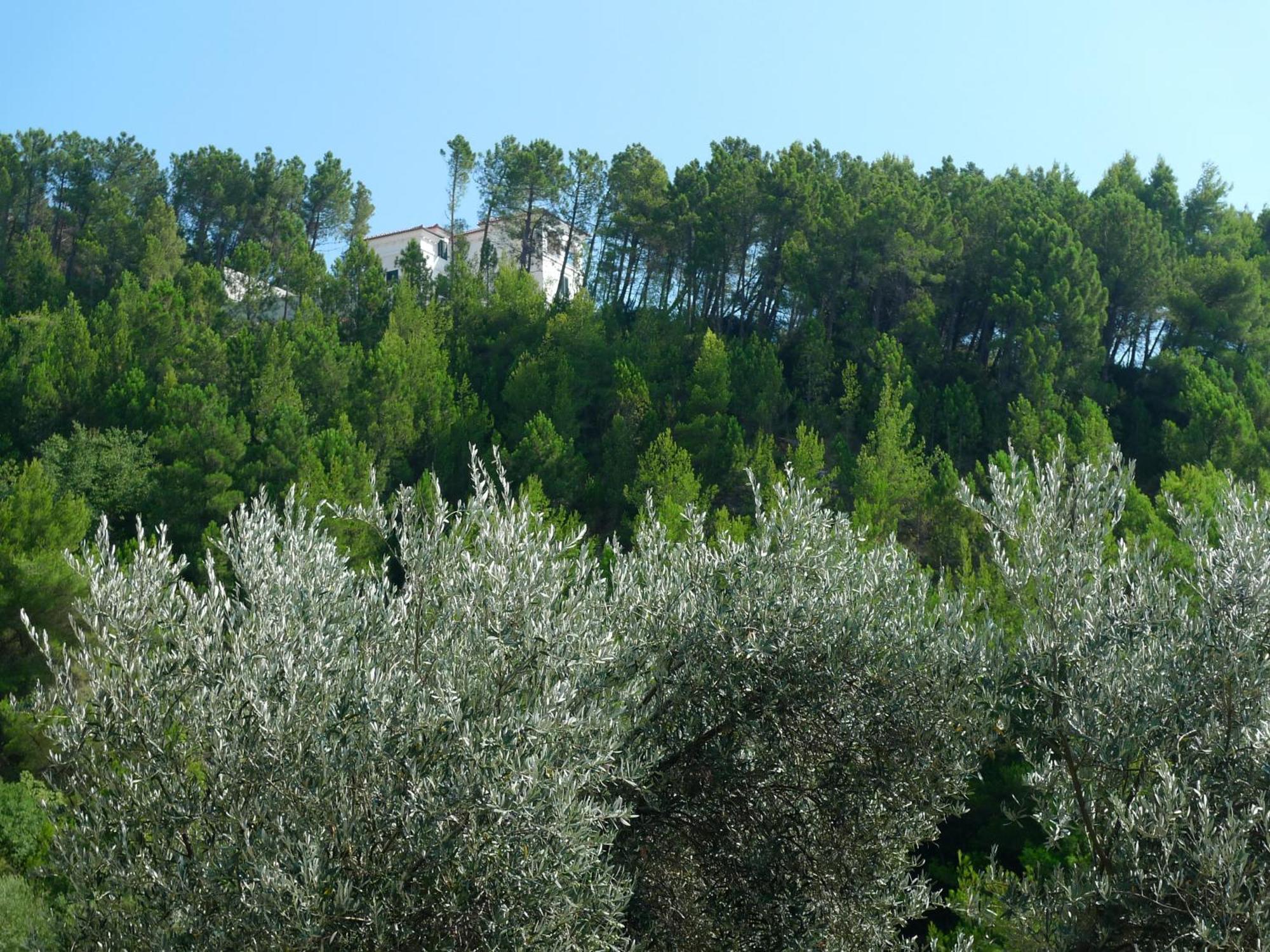 Apartments Maslina Sveti Stefan Exterior foto